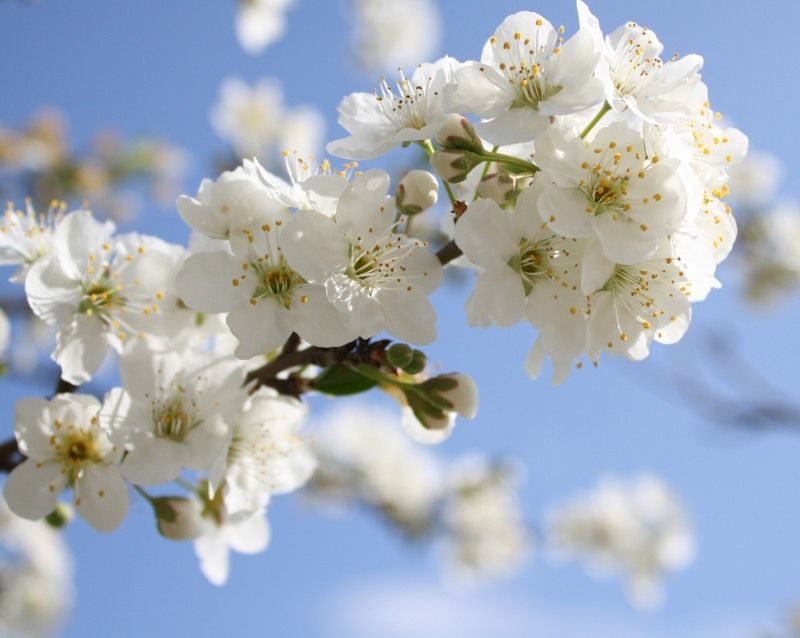 Здравствуй апрель картинки красивые. Яблони в цвету. Май природа. Майские цветы. Цветущая яблоня 1 мая.